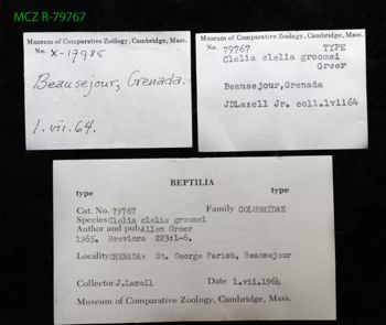 Media type: image;   Herpetology R-79767 Description: Specimen photo;  Aspect: label